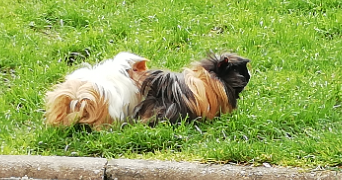 caroline pet sitter à HOUDEMONT 54180_6