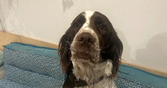 flavie pet sitter à ST PIERRE DES CORPS 37700_7