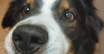 emilie pet sitter à AUTHIEUX RATIEVILLE 76690_0