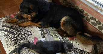 léna pet sitter à PAMIERS 09100_5