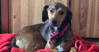 anaïs pet sitter à ASNIERES SUR SEINE 92600_2