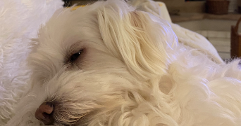 florine pet sitter à LA ROCHELLE 17000_5