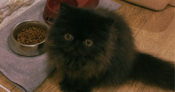 sarah pet sitter à LES HERBIERS 85500_3