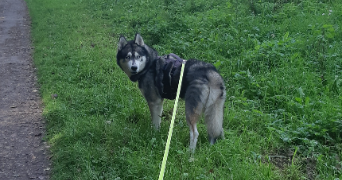 sarah pet sitter à NANTES 44000_6