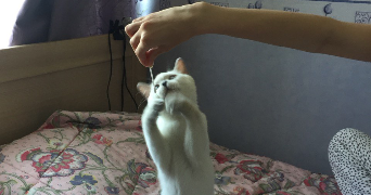 maria pet sitter à GRENOBLE 38000_2