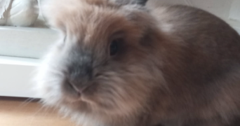antoine pet sitter à L ETANG LA VILLE 78620_0