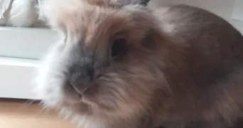 antoine pet sitter à L ETANG LA VILLE 78620