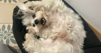 leite nogueira pet sitter à MONS EN BAROEUL 59370_0