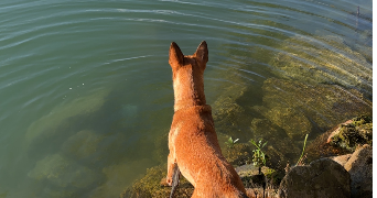 lina pet sitter à ST VALLIER 26240_1