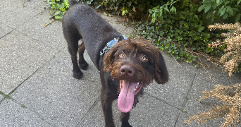 mayssa pet sitter à CLERMONT FERRAND 63000_2