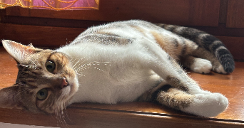 mathilde pet sitter à ALBI 81000_1
