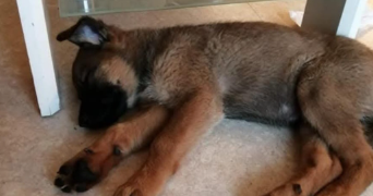 marjorie pet sitter à ST LAURENT DE LA SALANQUE 66250_6