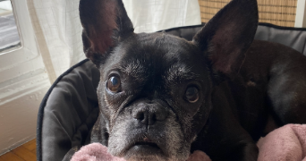 marine pet sitter à LEVALLOIS PERRET 92300_4