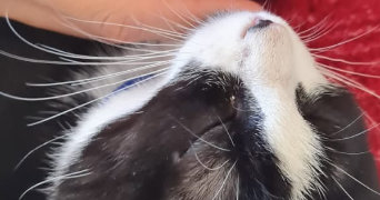 noémie pet sitter à CASTRES 81100_0