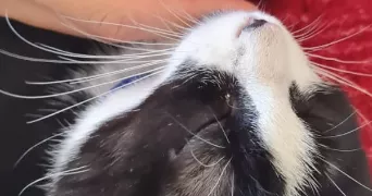 noémie pet sitter à CASTRES 81100