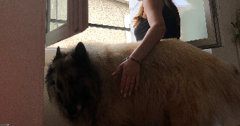 alicia pet sitter à POITIERS 86000_5