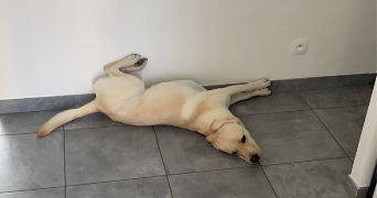 loric pet sitter à NEUILLY CRIMOLOIS 21800_0