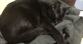 aldecinei pet sitter à MONTPELLIER 34000_11