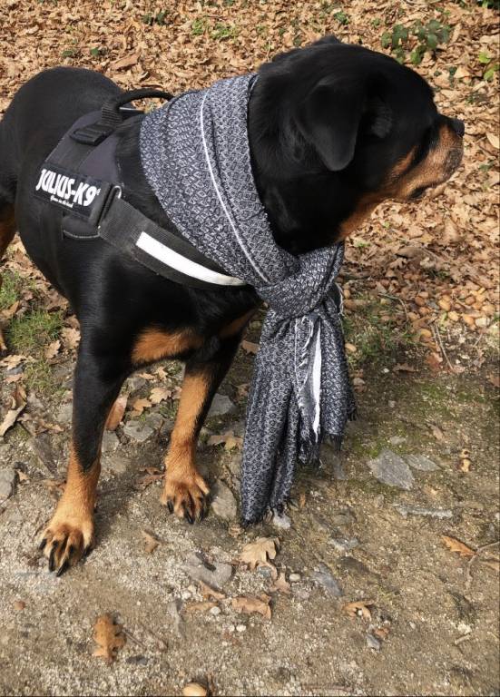 Benjamin  pet sitter à Pont-Aven 29930