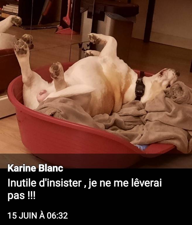 karine pet sitter à Toulon 83000_6