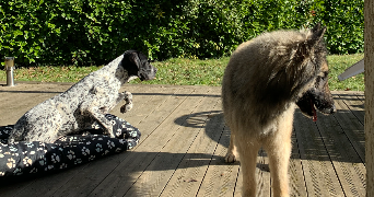 elise pet sitter à PARIS 07 75007_3