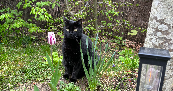floriane cat sitter à MONTMORENCY 95160_0