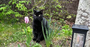floriane cat sitter à MONTMORENCY 95160