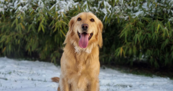 arielle pet sitter à ST PIERRE EN AUGE 14170_1