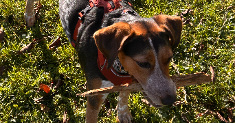 nora pet sitter à COMMENTRY 03600_5