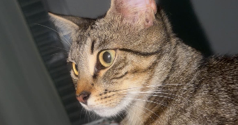 iman pet sitter à DOUAI 59500_2