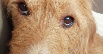 marion pet sitter à LE HAVRE 76620_8