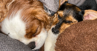 alison pet sitter à Mareil le Guyon 78490_5