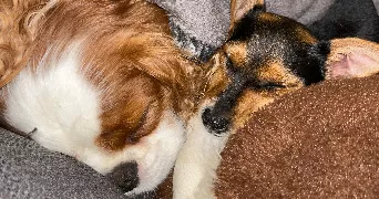 alison pet sitter à Mareil le Guyon 78490