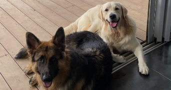 eva pet sitter à BORDEAUX 33300_6