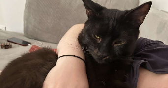 orlane pet sitter à ISSOIRE 63500_1