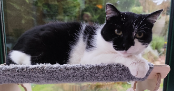 gwendoline pet sitter à Val de la Haye 76380_3