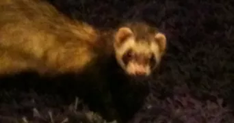 nadege pet sitter à MONISTROL SUR LOIRE 43120