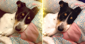 anaelle pet sitter à LIVRY GARGAN 93190_5