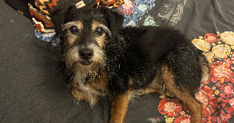 laurine pet sitter à LIGNIERES 10130_1