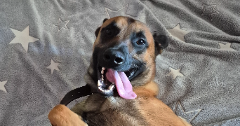 charlotte pet sitter à Beauvain 61600_5