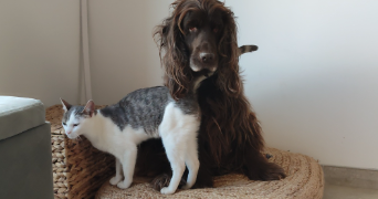 lea pet sitter à BEAUVALLON 26800_3
