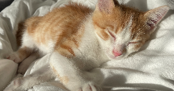 angélina pet sitter à BOUCAU 64340_1