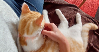 mélanie pet sitter à BLOIS 41000_3