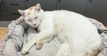 marlene pet sitter à SERIGNAN 34410_3