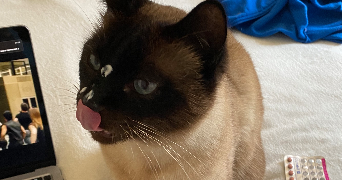 loane pet sitter à TOULOUSE 31500_3