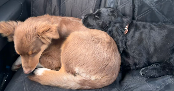 coralie pet sitter à DOUAI 59500_5