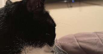 pauline pet sitter à VIRE NORMANDIE 14500_4