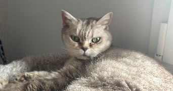 lalie pet sitter à STE MARIE AUX CHENES 57255_2
