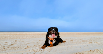 lola pet sitter à SOUSTONS 40140_3