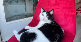 charly pet sitter à ALBERTVILLE 73200_3